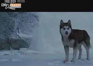 狼团队视频,揭秘高效协作的狼性法则