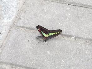 桥上筏钓视频,捕捉水上游鱼乐享垂钓时光