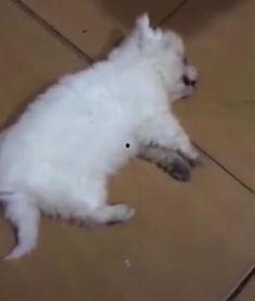 小狗被活活打死视频