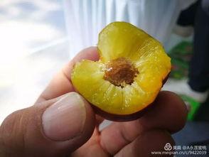 永莲蜜桃视频,甜蜜滋味，尽在这一口