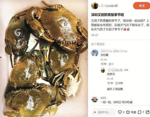 抓青蟹视频,海洋捕捞的生动写照